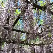 フジさんの画像