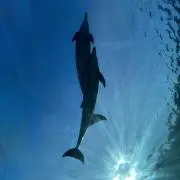 あいの画像
