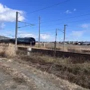 ゴリラの画像