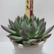 多肉植物 キングクリムゾン×ホリコロ SIMIJIMIさん苗 札付き - メルカリ