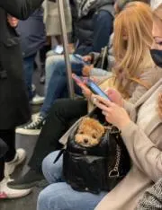 たまごやきの画像