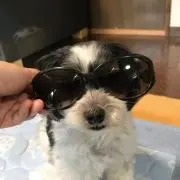 ☆愛犬ごっちゃん☆の画像