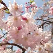 sakura.halahala
