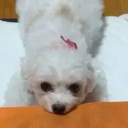 あんの画像