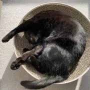 M＊コメント前にプロフをご確認くださいの画像