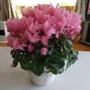 陽だまりの画像