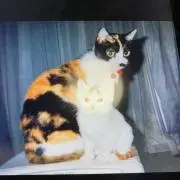 チャコママの画像