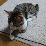 蘭丸