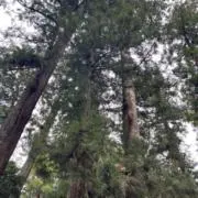 treeの画像