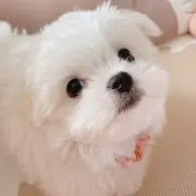 sayuri