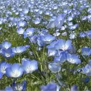 rocoの画像