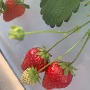 vi viの画像
