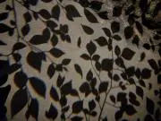 えのんの画像
