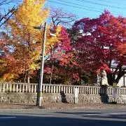 みかんの画像