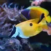 Aptemis
