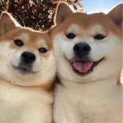 ♪〜クリームパンダ〜♪の画像
