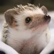 パオパオ