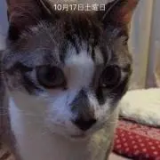 アピア