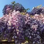 さらそら(タマ)の画像