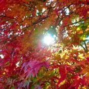 ナナイロ