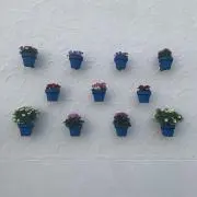 杏．の画像