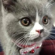 じょーじの画像
