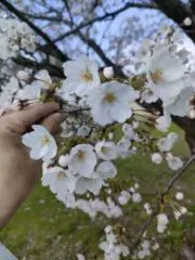 まるかの画像