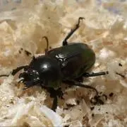 カブクワ