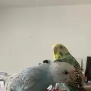 おかだです