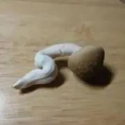 しめじの画像