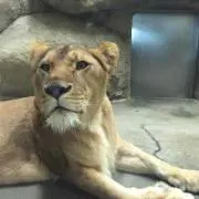 〜10/4発送不可Daddy Lionの画像