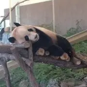 うなぎいぬ