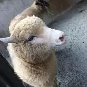 コリデール⭐︎募金関連プロフ参照の画像