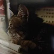 ちびとらの画像