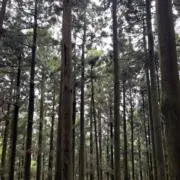 ヤドカリの画像