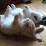カシオペアの画像