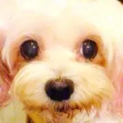 しゃんぷー