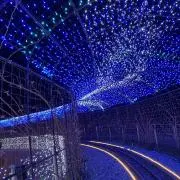 ゆーいの画像