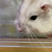 Toshiの画像
