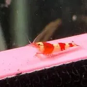 まさと
