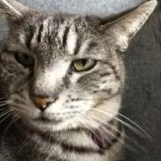 トラ、トラの画像