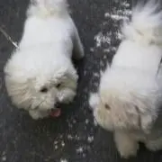 ♡fluffydog♡
