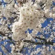 てとら