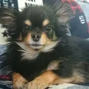 maro