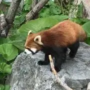 くるみんの画像