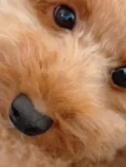 まなの画像