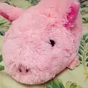 ひっぽんの画像