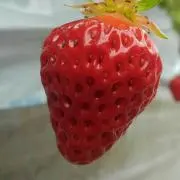 くまりんごの画像
