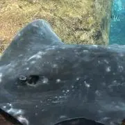 にょき