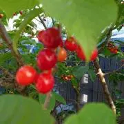 Dot-cherry♡
